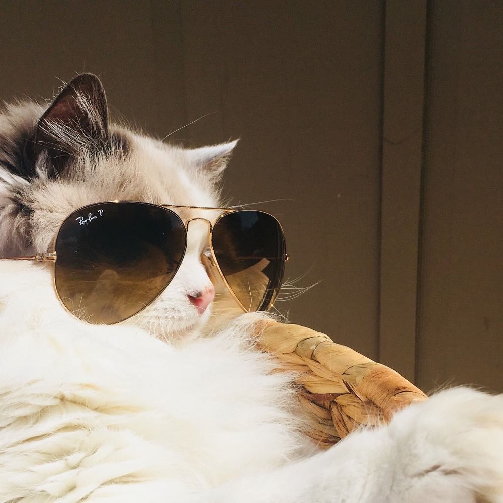 Meet your Posher, Jessie